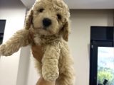 Toy Poodle Yavruları
