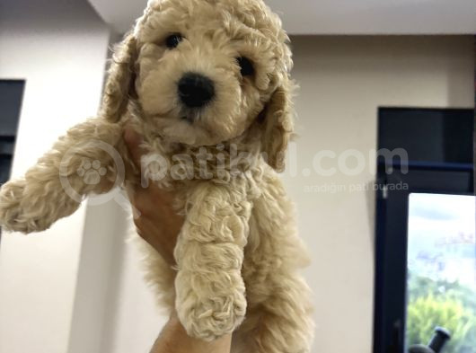 Toy Poodle Yavruları görsel