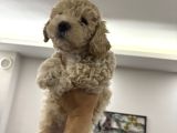 Toy Poodle Yavruları