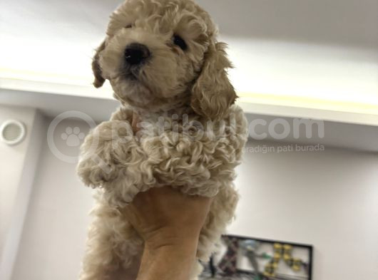 Toy Poodle Yavruları görsel