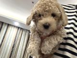Toy poodle yavruları