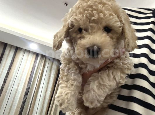 Toy Poodle Yavruları