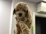 Toy Poodle Yavruları