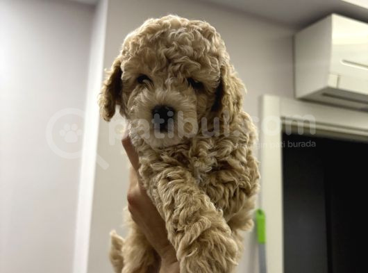 Toy Poodle Yavruları görsel