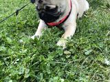 8 Aylık Dişi Pug