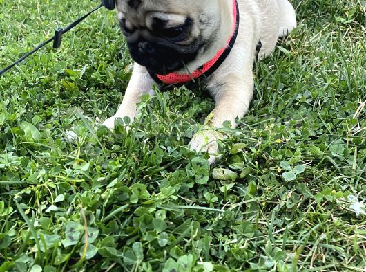 8 Aylık Dişi Pug görsel