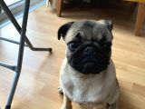 8 Aylık Dişi Pug