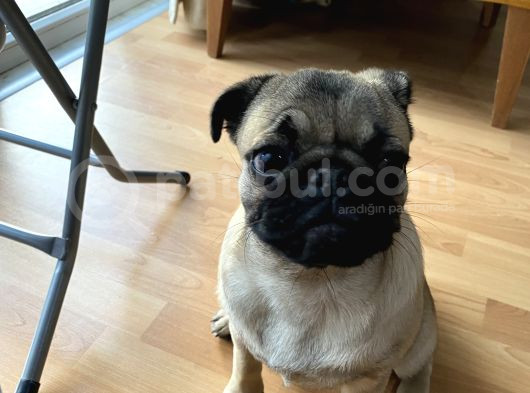 8 Aylık Dişi Pug görsel