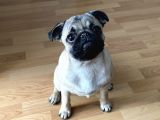 8 aylık dişi pug