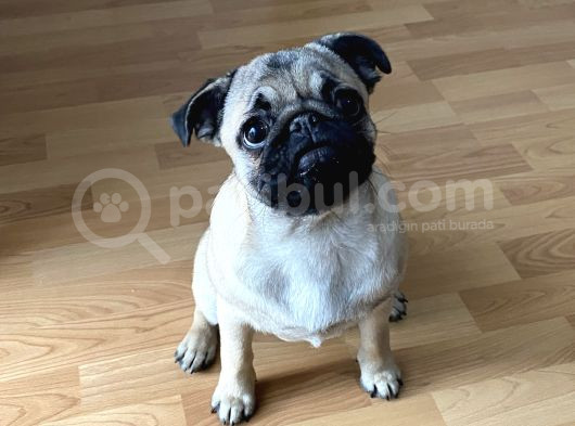 8 Aylık Dişi Pug