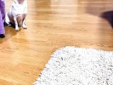 Köpekten Anlayanlara Özel Kopegimiz