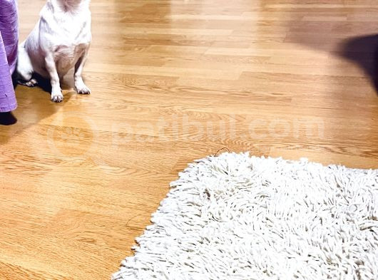 Köpekten Anlayanlara Özel Kopegimiz görsel