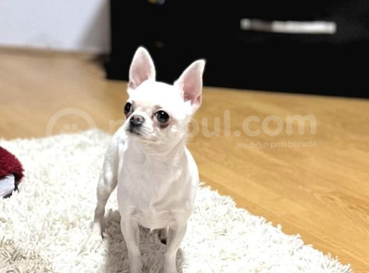 Köpekten Anlayanlara Özel Kopegimiz