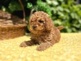 Tüy Dökmez Koku Yapmaz Toy Poodle Bebekler