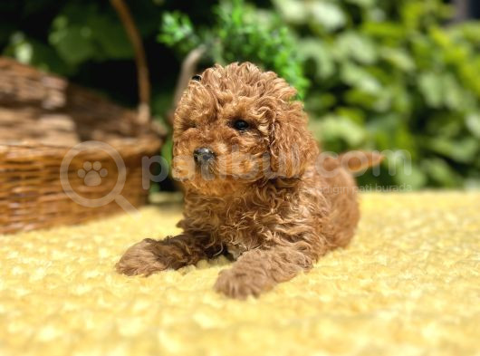Tüy Dökmez Koku Yapmaz Toy Poodle Bebekler görsel