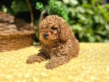 Tüy Dökmez Koku Yapmaz Toy Poodle Bebekler
