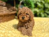 Tüy Dökmez Koku Yapmaz Toy Poodle Bebekler