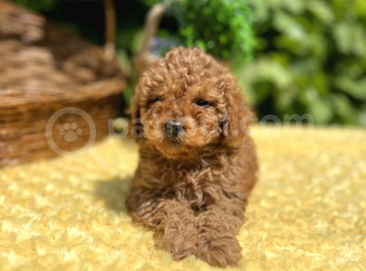 Tüy Dökmez Koku Yapmaz Toy Poodle Bebekler görsel