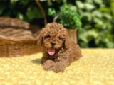 Tüy Dökmez Koku Yapmaz Toy Poodle Bebekler