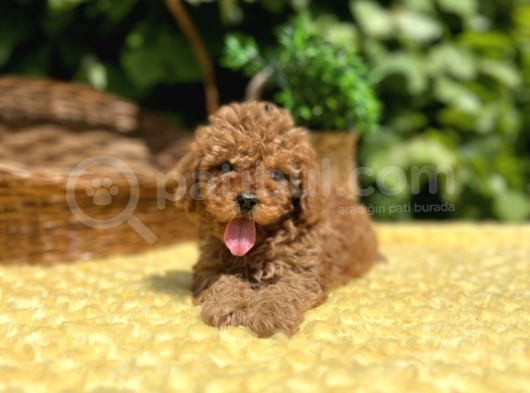 Tüy Dökmez Koku Yapmaz Toy Poodle Bebekler