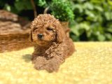Tüy Dökmez Koku Yapmaz Toy Poodle Bebekler