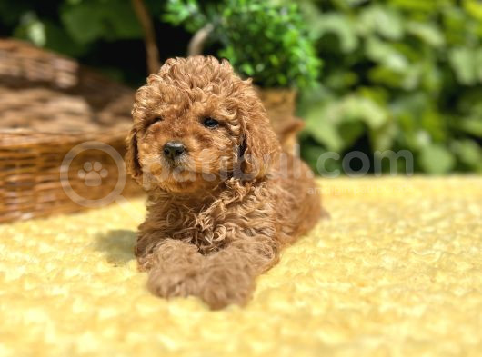 Tüy Dökmez Koku Yapmaz Toy Poodle Bebekler görsel