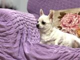 Köpekten Anlayanlara Özel Kopegimiz
