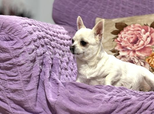 Köpekten Anlayanlara Özel Kopegimiz görsel