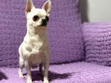 Köpekten Anlayanlara Özel Kopegimiz