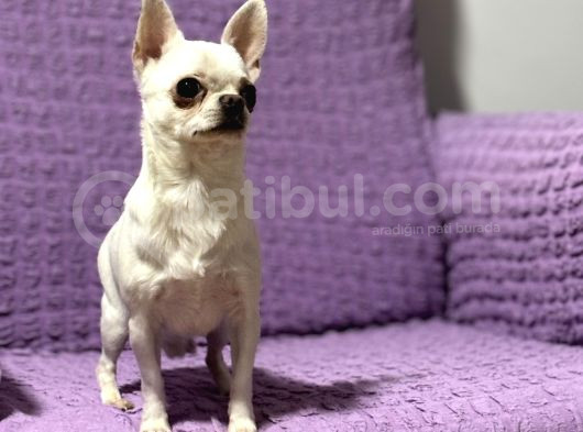 Köpekten Anlayanlara Özel Kopegimiz görsel