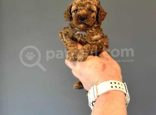 Mi̇ni̇ Boy Di̇şi̇ Erkek Poodle Bebekler görsel