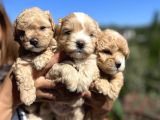 Mini Boy Kore Maltipoo Bebekler