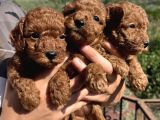 Kore Kan Mini Boy Poodle Bebekler