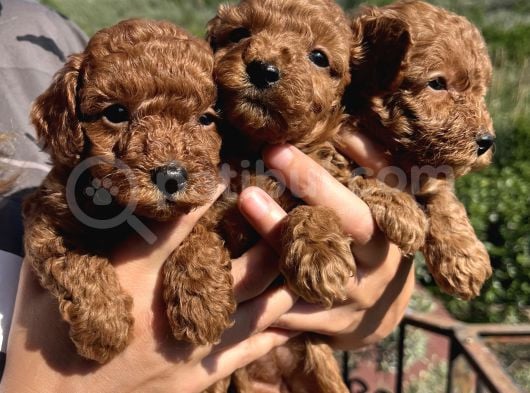 Kore Kan Mini Boy Poodle Bebekler görsel
