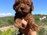 Kore Kan Mini Boy Poodle Bebekler