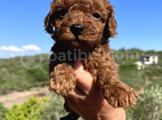 Kore Kan Mini Boy Poodle Bebekler görsel