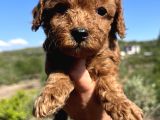 Kore Kan Mini Boy Poodle Bebekler