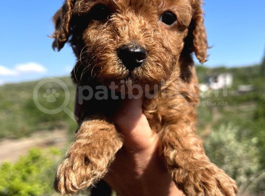 Kore Kan Mini Boy Poodle Bebekler görsel