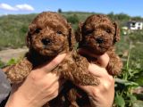Kore Kan mini Boy Poodle bebekler