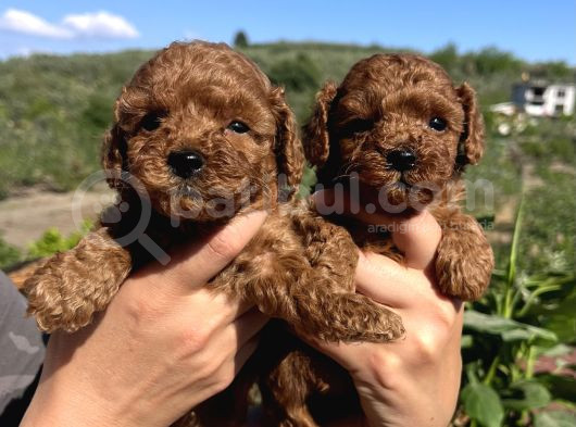 Kore Kan Mini Boy Poodle Bebekler