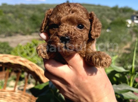 Kore Kan Mini Boy Poodle Bebekler görsel
