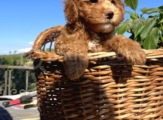 Apricot Minyatür Poodle Bebekler Ped Eğitimli görsel