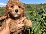 Apricot Minyatür Poodle Bebekler Ped Eğitimli