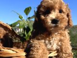 Apricot Minyatür Poodle Bebekler Ped Eğitimli