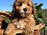 Apricot Minyatür Poodle Bebekler ped eğitimli