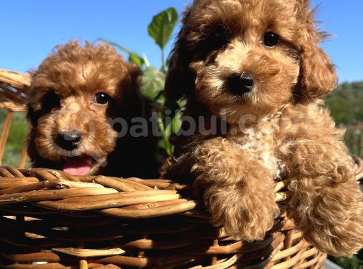 Apricot Minyatür Poodle Bebekler Ped Eğitimli görsel