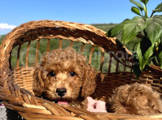 Apricot Minyatür Poodle Bebekler Ped Eğitimli görsel