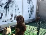 Toy Poodle Ve Koren Poodle Irk Garantili Yavrularımız