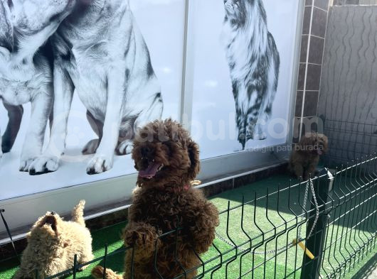 Toy Poodle Ve Koren Poodle Irk Garantili Yavrularımız görsel