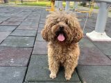 Toy poodle ve Koren Poodle ırk garantili yavrularımız